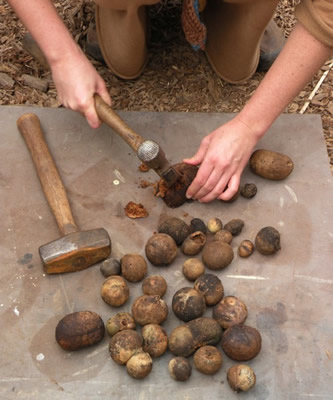 Preparing plant galls for ink